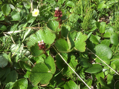 Boykinia richardsonii