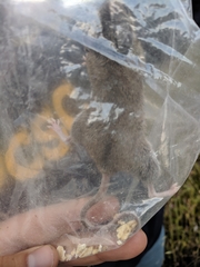 Peromyscus gambelii