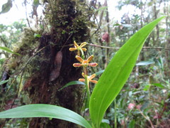 Prosthechea