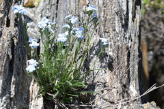 Eritrichium pectinatum