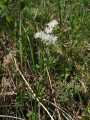 Thalictrum petaloideum