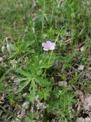 Geranium pseudosibiricum