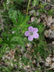 Geranium pseudosibiricum