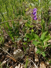 Lathyrus humilis