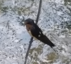 Hirundo rustica