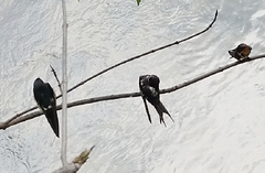 Hirundo rustica