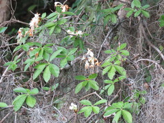 Rhododendron eastmanii