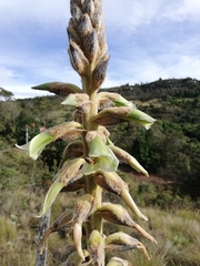 Puya nitida