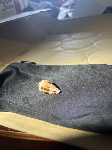 Conus retifer, 2024-07-08