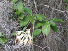 Rhododendron eastmanii