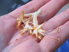 Rhododendron eastmanii