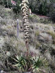 Puya nitida