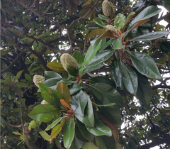 Magnolia grandiflora