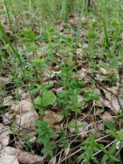 Cruciata glabra krylovii