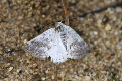Lomographa semiclarata