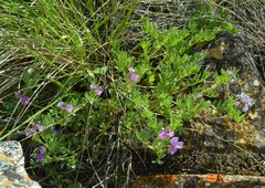 Astragalus vexilliflexus