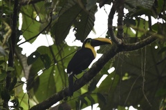 Ramphastos brevis