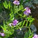 Astragalus vexilliflexus - Photo (c) whitemud, osa oikeuksista pidätetään (CC BY-NC), lähettänyt whitemud