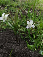 Viola accrescens