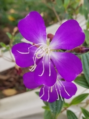 Pleroma semidecandrum