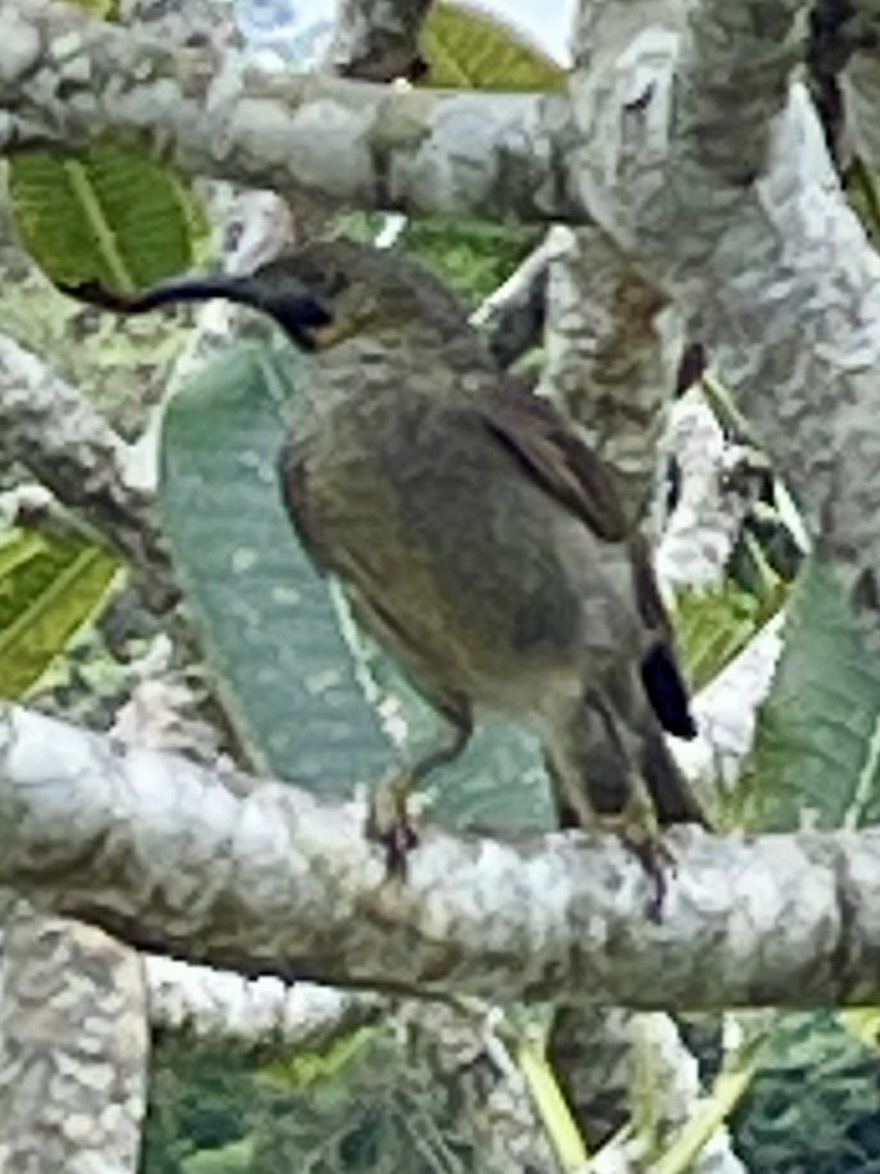 Kikau (Foulehaio procerior), photo 4