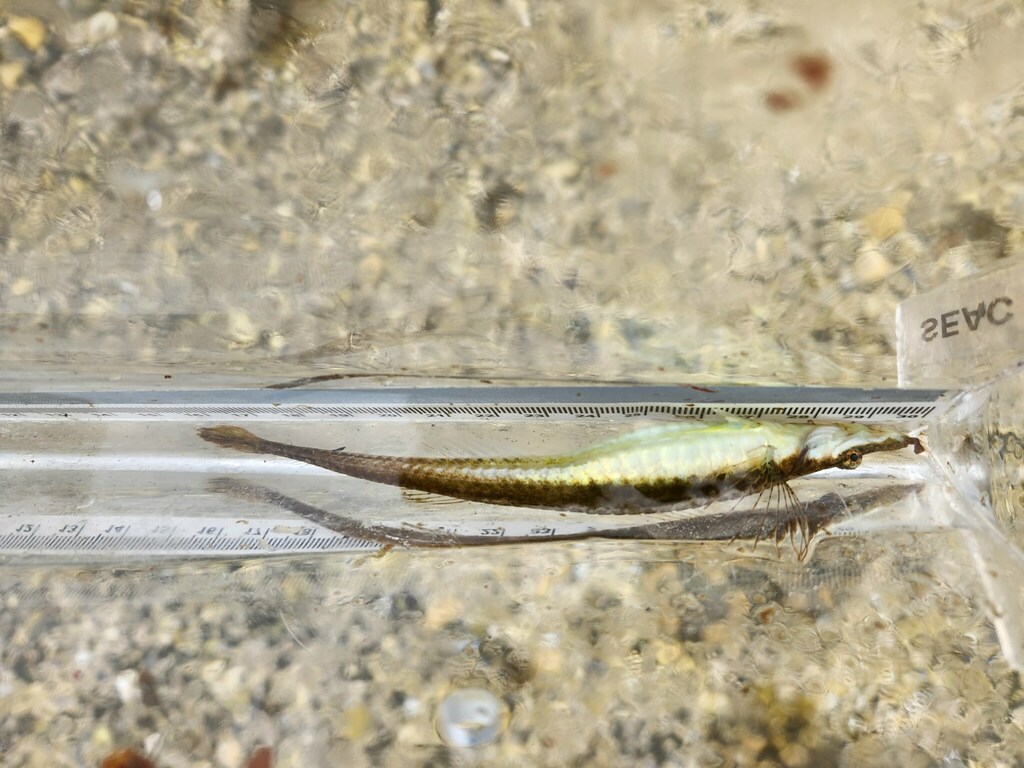Tubenose Poacher