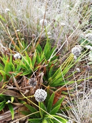Paepalanthus
