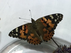 Vanessa cardui