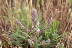 Chloropyron palmatum