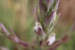 Chloropyron palmatum