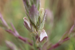 Chloropyron palmatum