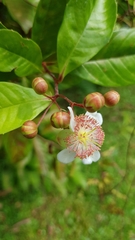 Tetracera indica