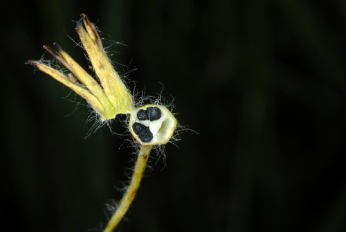 hypoxis hirsuta