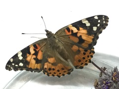 Vanessa cardui