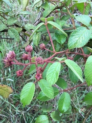 Rubus