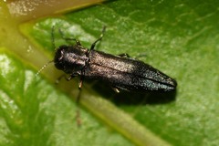 Agrilus derasofasciatus