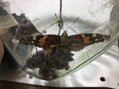Vanessa cardui