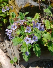 Phacelia bolanderi