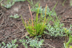 Triglochin scilloides