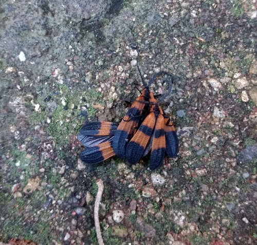 Banded Net-winged Beetle photo 3