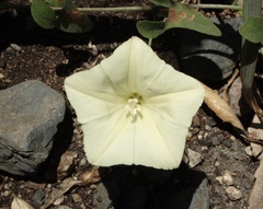 Calystegia occidentalis