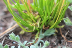 Triglochin scilloides