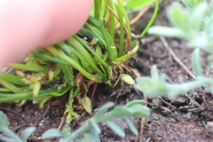 Triglochin scilloides