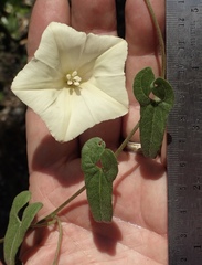 Calystegia occidentalis