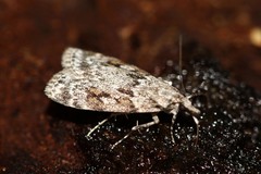 Scoparia basistrigalis