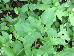Physalis heterophylla