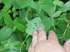 Physalis heterophylla