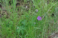 Geranium oreganum