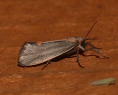 Cisthene striata