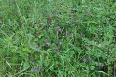 Geranium oreganum